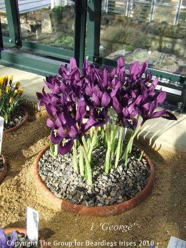 DSCF6555 - I. 'George'